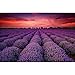 Produktbild GREAT ART® XXL Poster  Fotoposter Lavendel Feld  Blüten Blumen Natur violette Landschaft lila Wandposter Zauber der Provence Wandbild Motiv (140 x 100 cm)