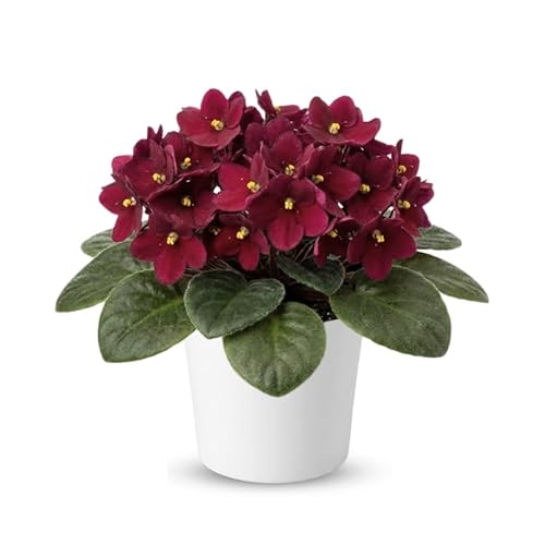 Red African Violets Live Plants in Pots, Live African Violet