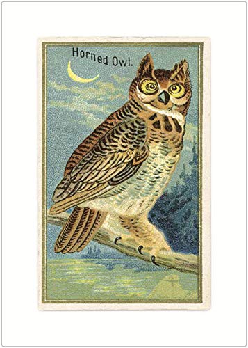 Lucca Paperworks Horned Owl Blank Card, 5 X 7 (1)