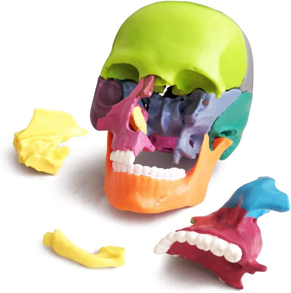 Model Cranio Anatomia Eksplodowana 15 Części Ludzki Czaszka Odłączona Wielkość Dłoni Mini Kolor Ludzki Kolor Medyczny Materiał Dentystyczny Materiał Dentystyczny