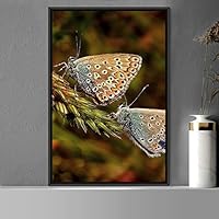 Framed Canvas Wall Art Butterflies Butterfly Colorful Farmhouse/Country Hallway Insects Multicolor Photography - 16x24 inches