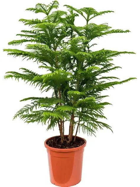 Live Araucaria (Christmas Tree) Plant – Norfolk Island Pine | Real Indoor Evergreen Plant for Home & Festive Décor | Easy-Care Natural Christmas Tree Alternative (PACK OF 1)-image-10