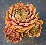 Créez un jardin de luxe pour votre maison