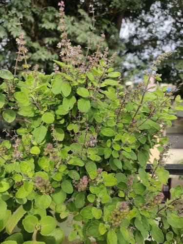 Image of Bigreen Live Rama Tulsi Plant with Pot | Sacred Green Holy Basil for Home Garden & Indoor Decor | Ayurvedic Medicinal Herb | Low-Maintenance, Sun-Loving Live Plant