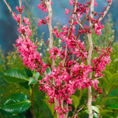 Chinesischer Judasbaum 'Avondale', Höhe 40-60 cm, Topf 5 Liter, 2 Pflanzen