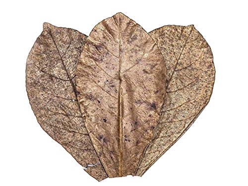 Aquatic Arts 10 Giant Catappa Indian Almond Leaves (4.5-6+ Inches) - Dried/Prepared For Aquarium Use - For Live Freshwater Shrimp, Snails, Fish (Betta, Otocinclus) Tank Health #TOP3