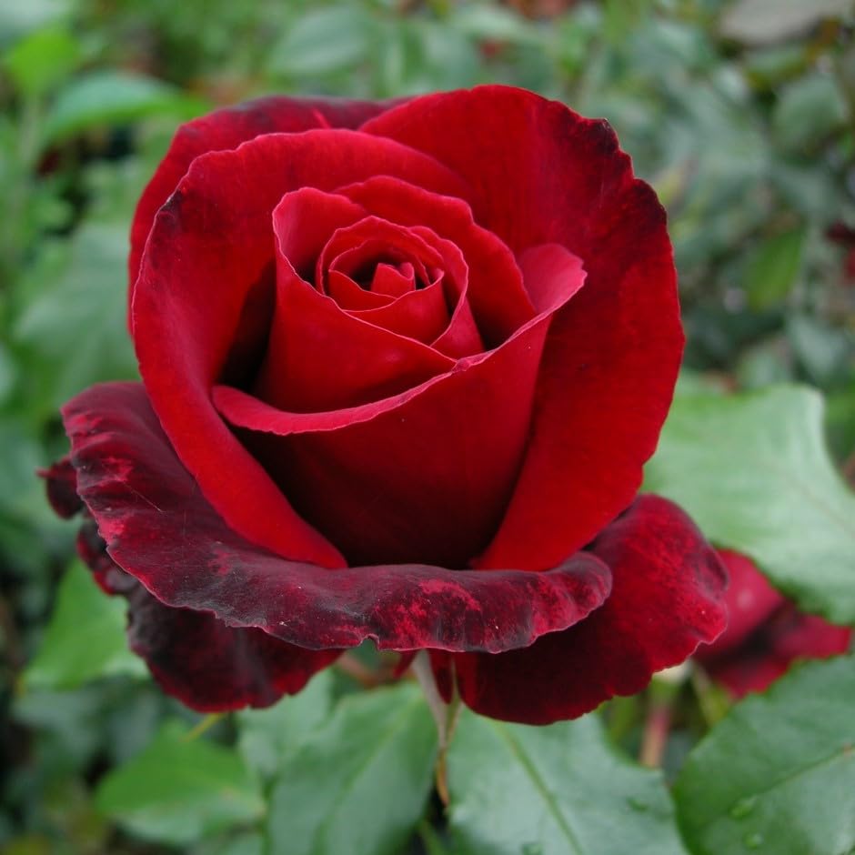Thinking of You - 5.5lt Potted Hybrid Tea Garden Rose Bush, Fragrant Deep Red Repeat Flowering Blooms