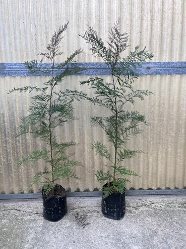 Grevillea, Pianta Ornamentale con Fiori Arancioni, alberello Sempreverde da Giardino per Esterni vs18cm h100cm