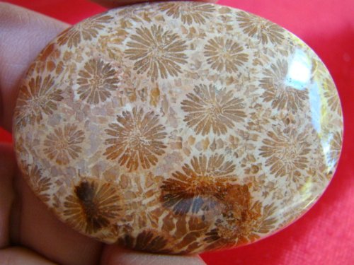 S7722 Coral Fossil Agate Flower Oval Cabochon Wonderful !!!!