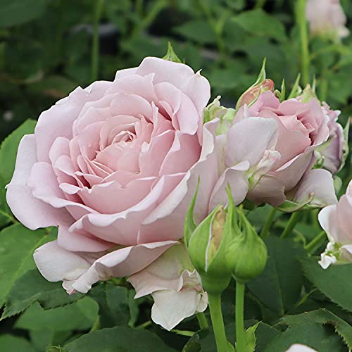 Amazon.co.jp: バラ苗 【メモワール】 (大苗) フロリバンダ