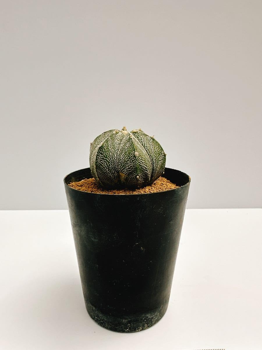 Amazon.co.jp: Astrophytum myriostigma アストロフィツム 白ランポー