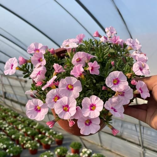 Zauberglöckchen samen (Calibrachoa elegans), blumen garten,pflanzen für draußen hängepflanzen winterhart mehrjährig,garten deko bonsai samen,pflanzen für sonnige plätze 200pcs Zauberglöckchen samen (Calibrachoa elegans), blumen garten,pflanzen für draußen hängepflanzen winterhart mehrjährig,garten deko bonsai samen,pflanzen für sonnige plätze 200pcs