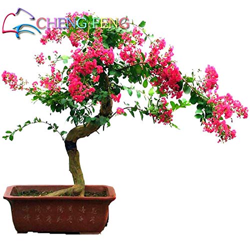HONIC 10 Stück Heirloomsamen Kreppmyrte Bonsai Blumensamen Mini Home Garten Supplies Indoor Blumen Pflanze Baum beobachten Sementes Geschenk: Schwarz - Image 3