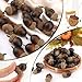 Gresorth 50pcs Artificial Lifelike Simulation Small Acorn Set Decoration Fake Fruit Faux Pine Cone Realistic Nutty with Natural Cap Model for Home Thanksgiving Halloween