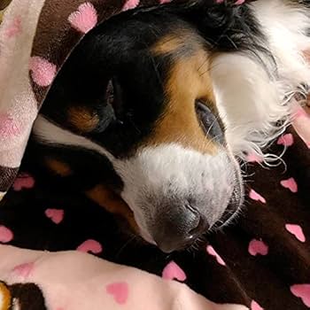 Smart Pet Love 子犬のぬいぐるみ 鼓動が聞こえるおもちゃ Amazon | Smart Pet Love 子犬のぬいぐるみ 鼓動が聞こえる