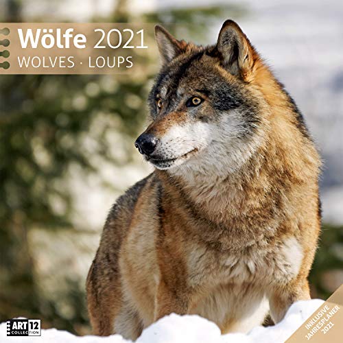 Télécharger Wölfe 2021, Wandkalender / Broschürenkalender im Hochformat (aufgeklappt 30x60 cm) - Geschenk-Kale livre En ligne