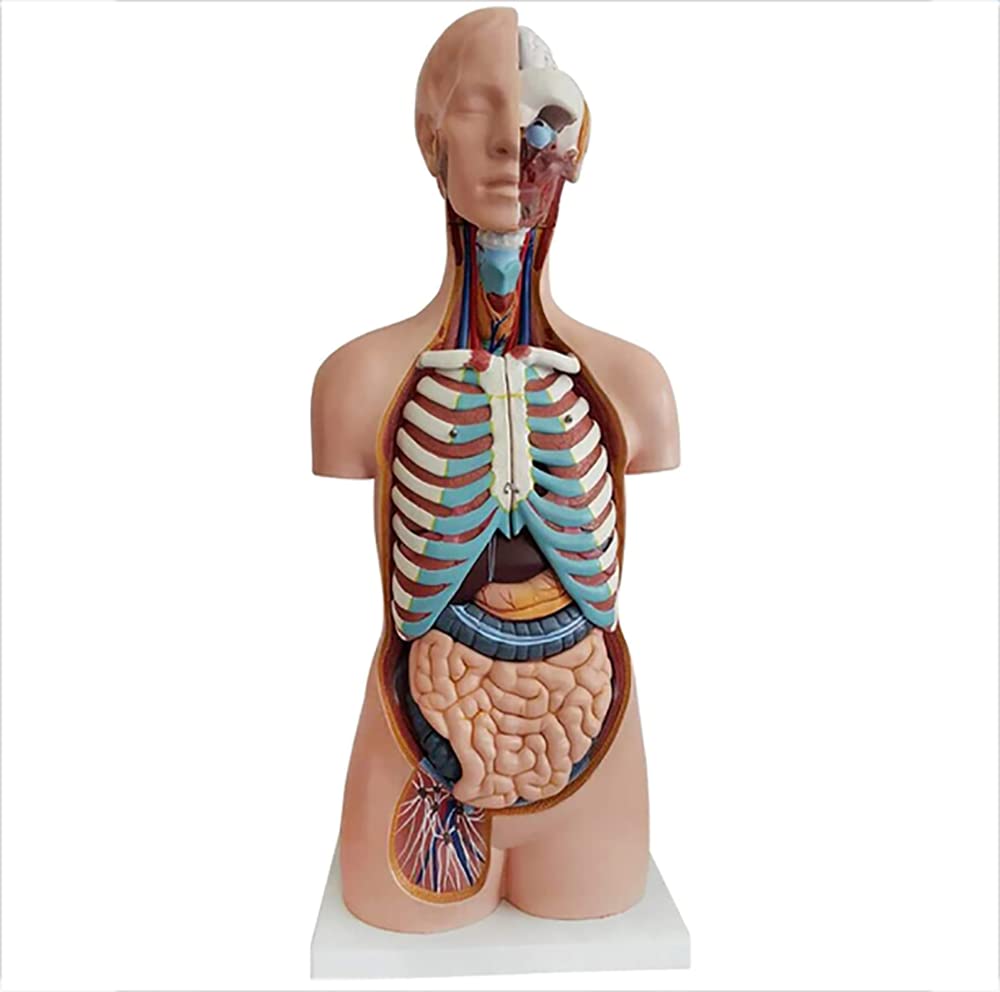 Wysoka jakość 8 5 cm Anatomiczny model tułowia medycznego 20 sztuk Unisex Torso Model anatomiczny dla klas/studentów nauczania materiałów eksploatacyjnych