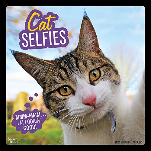 Télécharger Cat Selfies 2020 Calendar Gratuit