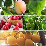 50 piezas semillas resistentes del ciruelo, árbol frutal maceta ciruelas ciruela organica, semillas de bonsai fruta regalo de jardín de hierbas plantas de oficina regalo de