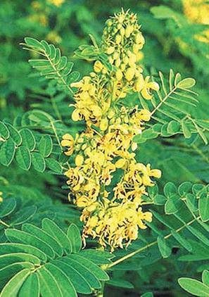 Wild Senna (Cassia marilandica), paquete de semillas, verdadera semilla nativa