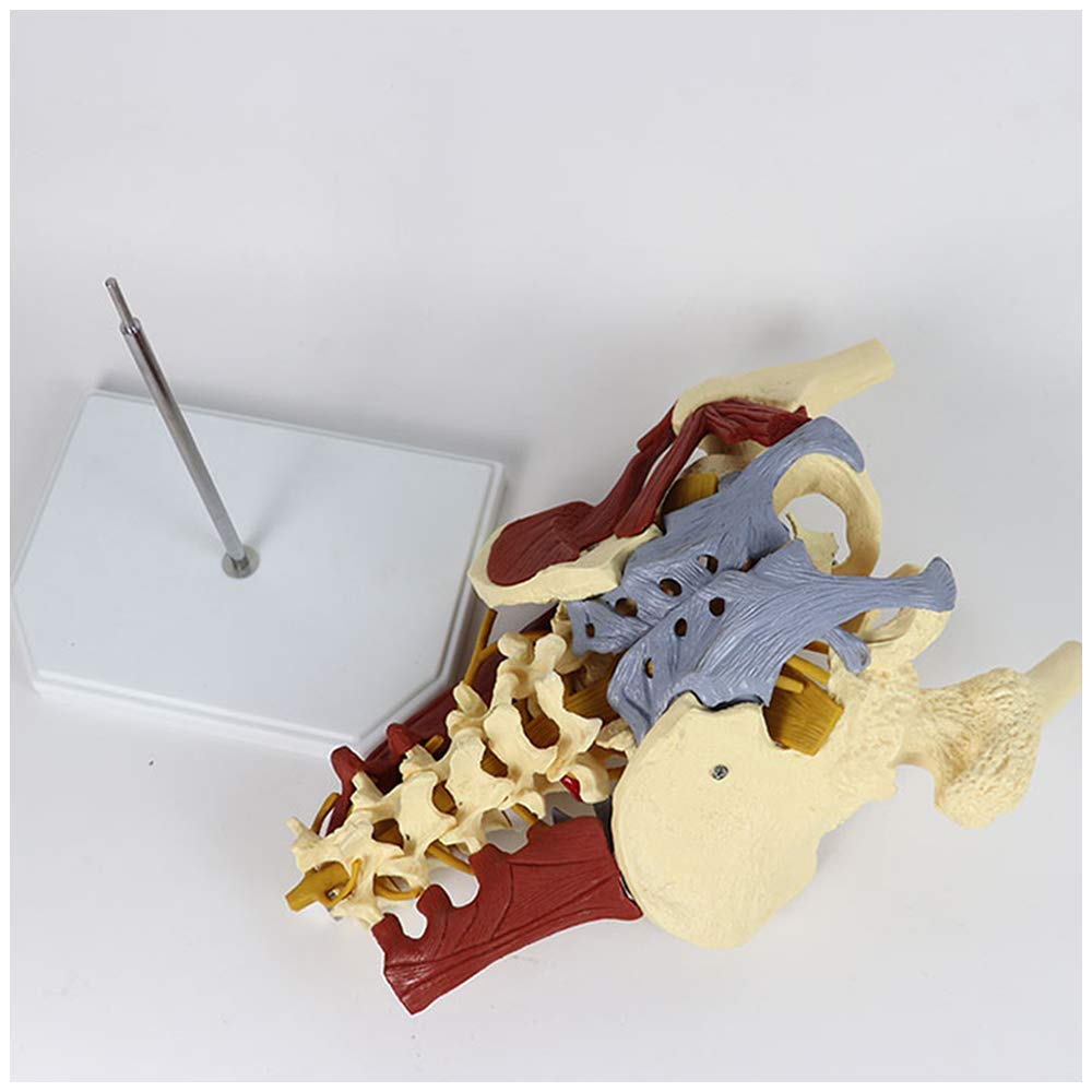 Model Żeńskiej Miednicy - Model Żeńskiej Miednicy Nauk Medycznych Z Anatomicznym Modelem Szkieletu Dorosłych Anatomiczny Model Prawdziwego Szkieletu Dla Dorosłych