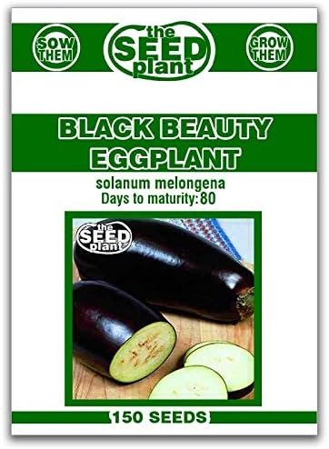 Black Beauty Eggplant Seeds - 150 Seeds Non-GMO