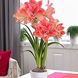 As shown in the image Fiori che sbocciano,issimi fiori coltivati ​​in casa,Pianta decorativa magica,Hippeastrum,Bulbo di Amaryllis-5 Bulbi