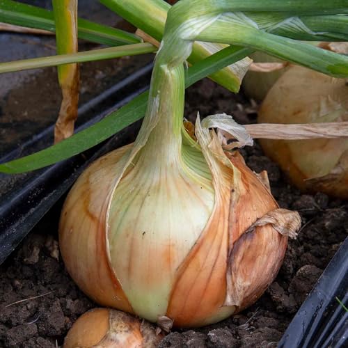 Marshalls Garden Rumba Heat-Prepared Onion Sets Spring Planting Approx 65-75 Sets