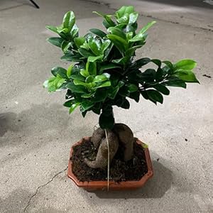 5 stuks ficus ginseng bonsaizaden, kamerplanten, balkon (Ficus microcarpa) biologische zaden, exotische planten winterhard kamerplanten, planten cadeau Bonsai, bodembedekkerzaden winterhard