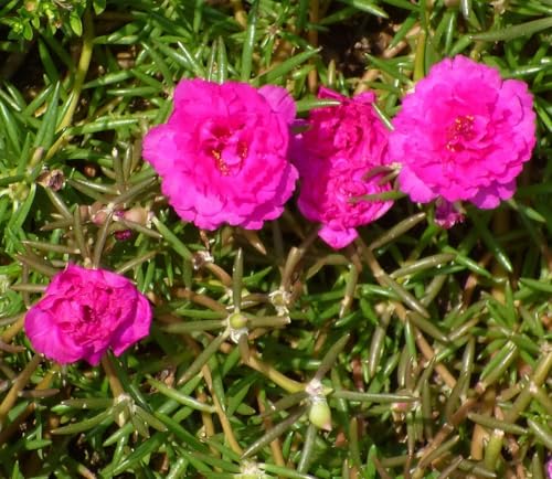 Image of live plants (PORTULACA FLOWER PLANT)