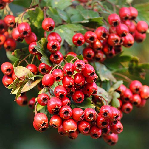 Nature's Answer Hawthorne Berry Herbal Extract Supplement With Organic Alcohol, 2-Fluid Ounces | Promotes Healthy Blood Circulation | Immune System Booster | Improves Cardiovascular Health #TOP4