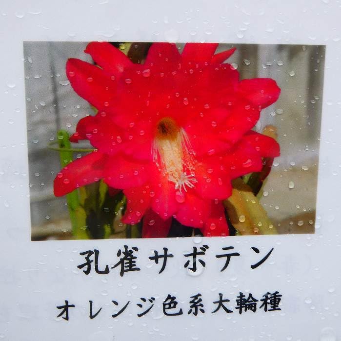 Amazon | 孔雀サボテン オレンジ色系大輪種 5号大株 開花見込み株 多肉