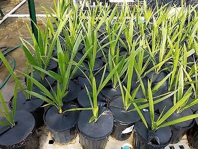 Phoenix Canariensis Drought tolerant palm Canary Island Date palm