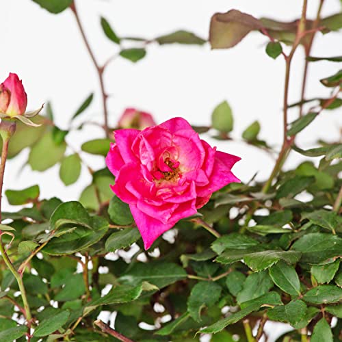 Pink Double Knock Out Rose Bush (1 Gallon) Flowering Semi-Evergreen Shrub With Bubble-Gum Pink Double-Form Blooms - Full Sun Live Outdoor Plant #TOP1