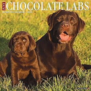 Just Chocolate Labs 2023 Wandkalender