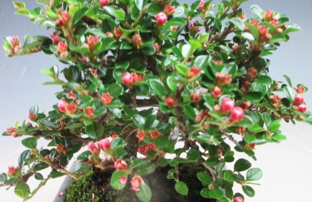 Amazon.co.jp: 盆栽 実付き！紅紫檀/ベニシタンの鉢植え盆栽（3461