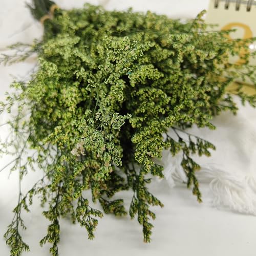 Ramo de Flores Caspia Statice Preservadas 17 Pulgadas miniatura 2