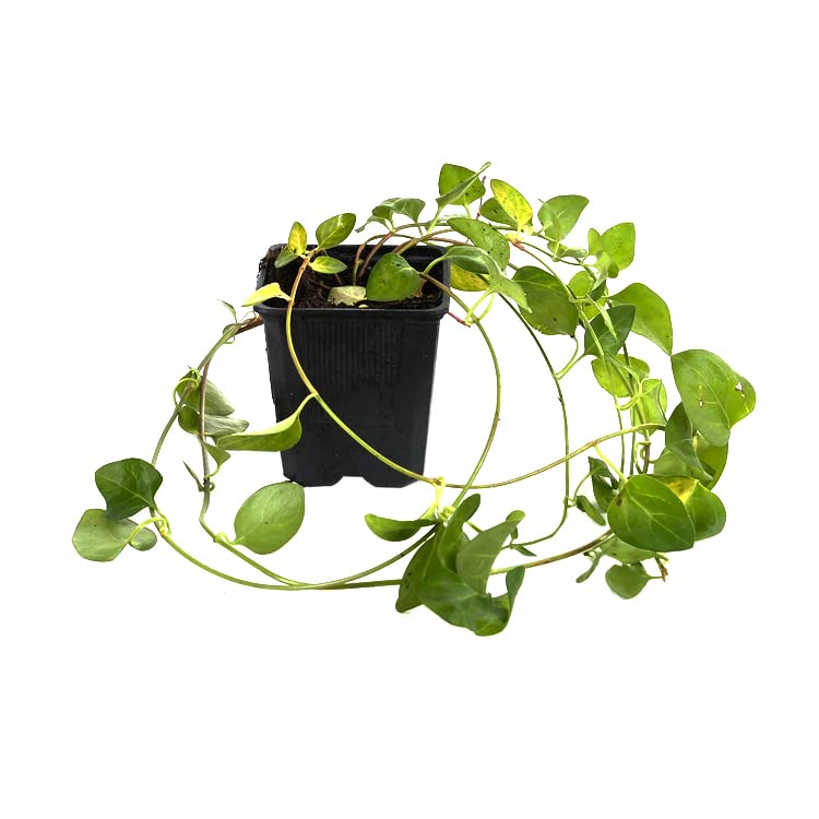 6x Grande pervenche – Vinca major – Godet 9x9 cm | Vivace persistante, fleurs bleues, idéale sous-bois