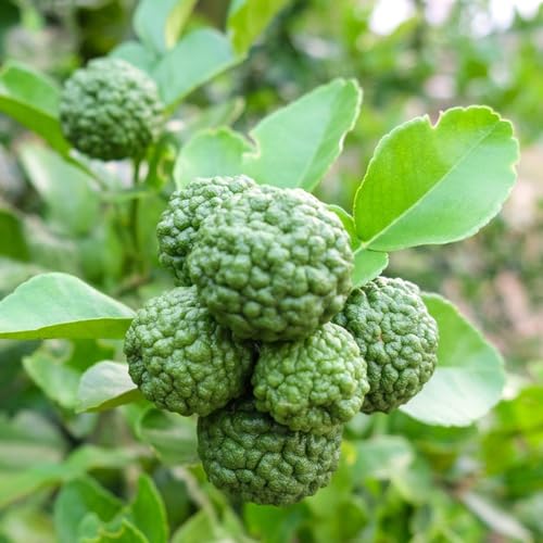 Semillas de lima kaffir - columnares camas elevadas para jardín decoración del balcón interior 100pcs