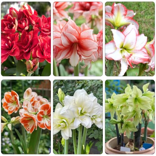 Amaryllis - Hippeastrum rutilum Letti alti per giardino resistenti giardino Bulbi di perenni, resistenti all'inverno tagliati 2pcs
