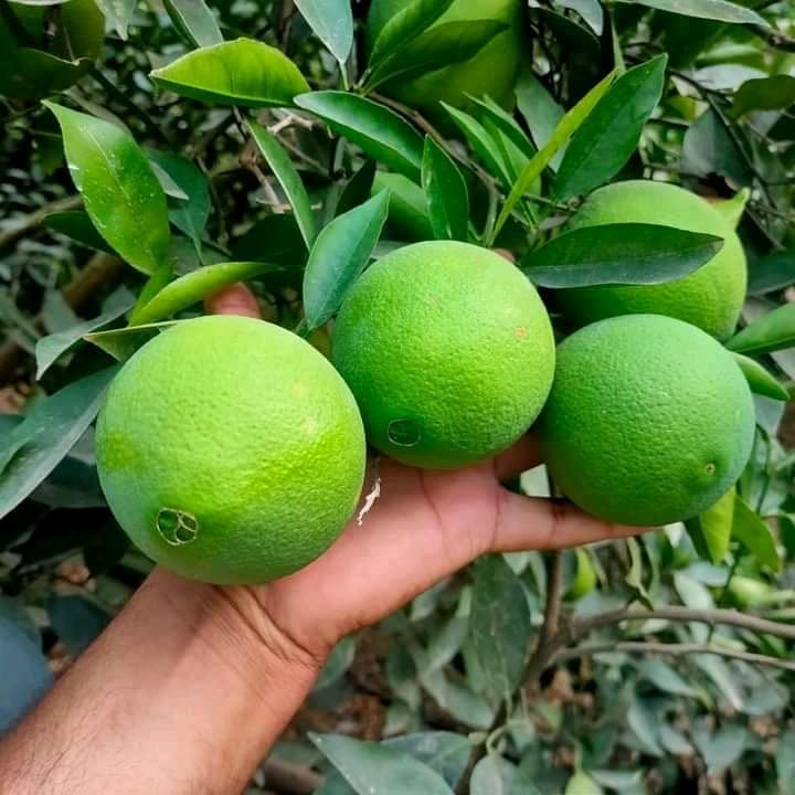 Sarika Nursery Neval valadi orange-navel molo ki orange Plant