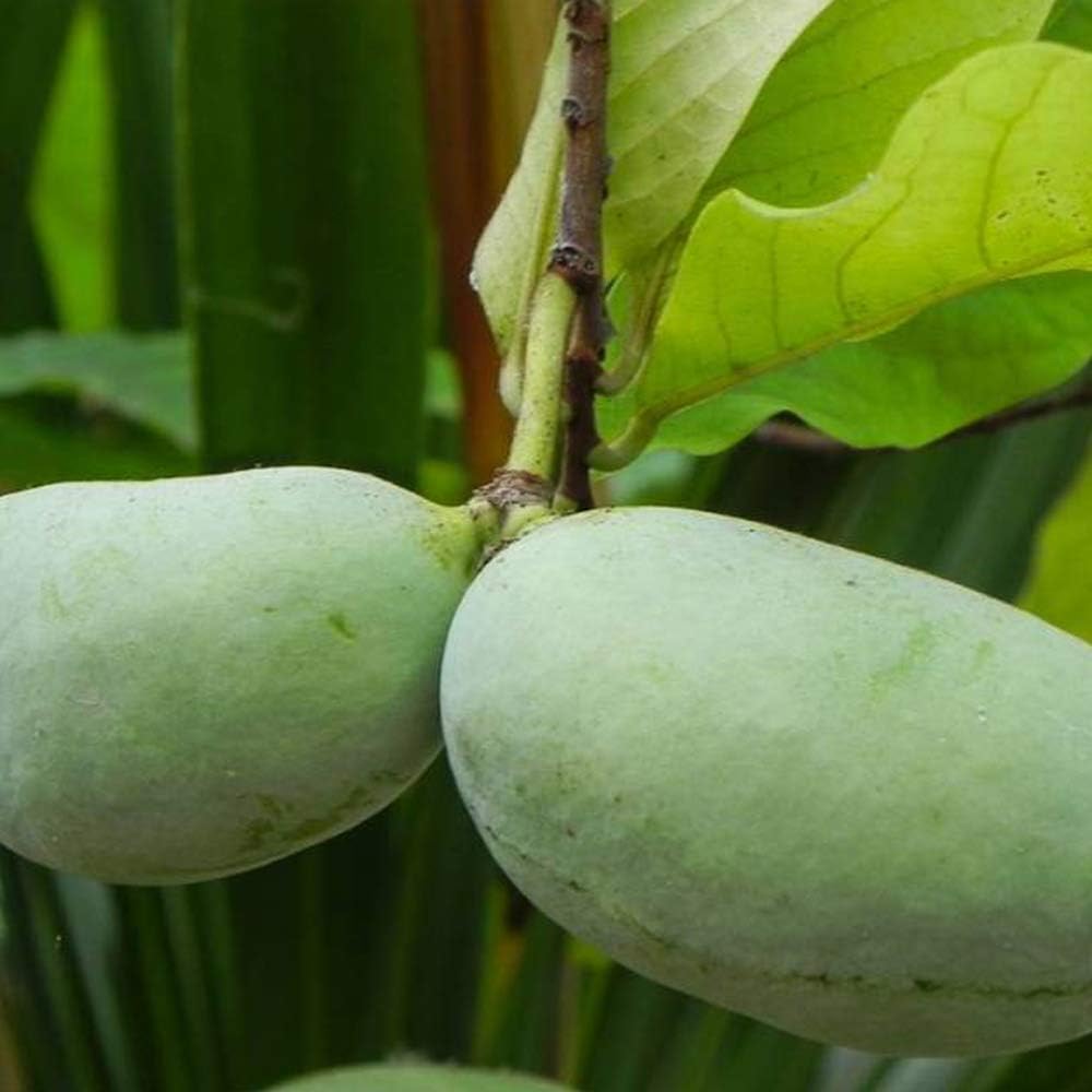 5年生 ポポー苗木 樹高80センチ 5号鉢 撮影品のお届け