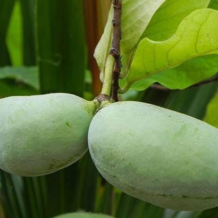 Amazon ポポー2年生接木苗 5号ポット苗 品種 スウィートアリス 果樹 接木苗 1本売り 果物