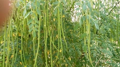 MaliaGarden Drumstick -Moringa Hybrid 12 Seeds -Green -Long Vegetable -Dwarf Variety Plant Seeds (B07NYTR9W3) Amazon Price History, Amazon Price Tracker