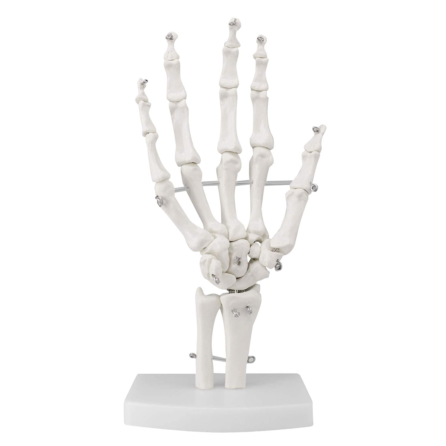 Modello di Anatomia Scheletia Umana Modello di Articolazione Umana 1: 1 Modello di Osso Manuale E Modello Anatomico Naturale Dell'articolazione del Gomito
