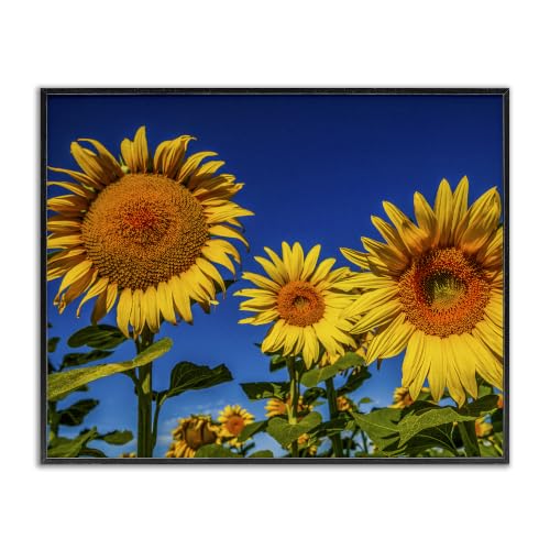 Sunny Sky Sunflower Meadow Landscape, 16 x 20 Inch Framed Giclée Print