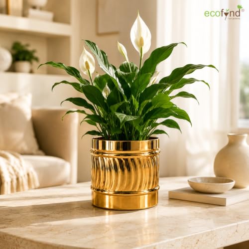 Image of ecofynd 1 Pack Metal Plant Pots (6 inch), Indoor Small Planter Flower Pots, Home Garden Decor Planter for Living Room Bedroom Interior (Gold Finish, POT050)