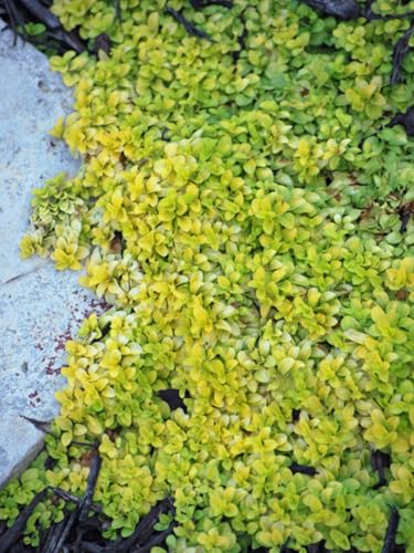 Perennial Farm Marketplace Veronica repens 'Sunshine' (Golden Creeping Speedwell) Groundcover, 1 Quart, Blue Flowers