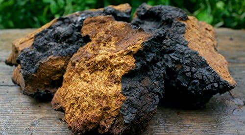 Chaga Mushrooms Chunks (1 pound) By Kingdom Botanicals Use to Make Tea, Extract, Powder, Or Tincture! (16 oz)