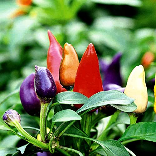 SHAKIA 50pcs Ornamental Dwarf Chili Pepper Seeds Mix Masquerade Vegetable Seed Plant